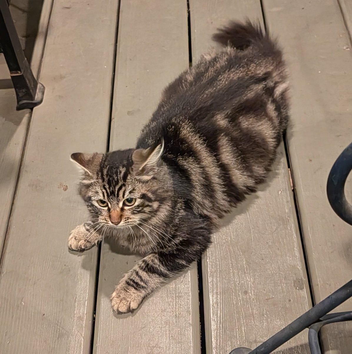 SentientBiLight's tweet image. LET ME PET YOU I WANT TO PLANT SO MANY KISSES ON YOUR TINY LITTLE HEAD