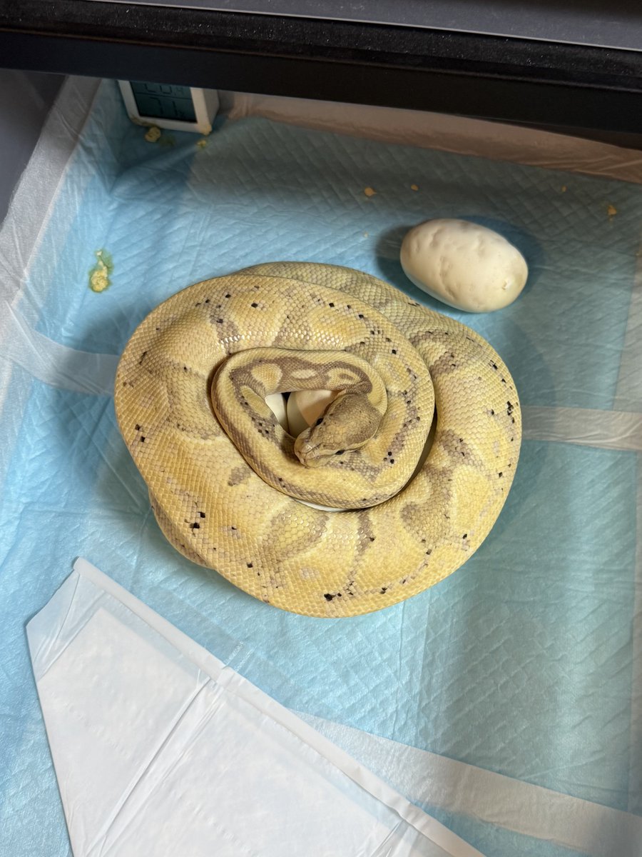 asahi_royals's tweet image. 2025.10.30 α R's CLUTCH #5
Banana Mahogany Sable RS Clown pos het DG Pied クラッチ🍌
最終脱皮から34日、初産で8卵産んでくれました🥚💖
何気に初産の子久し振りで嬉しい♡
#Ballpython 
#今年は全体的にハッチが遅れててONE以降にもまだ生まれてくるから他にもイベント出ないとかなぁ悩む🤔