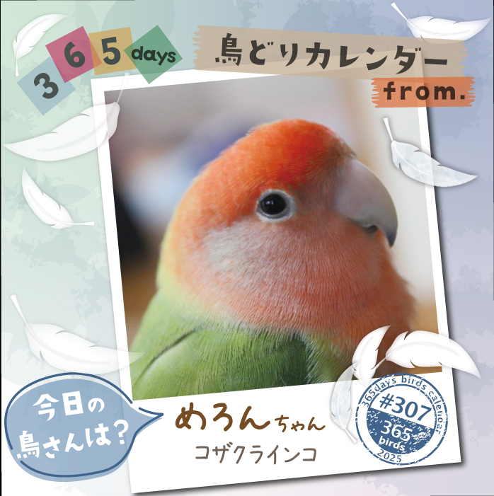 鳥 様 ご購入予定品 CAP on X