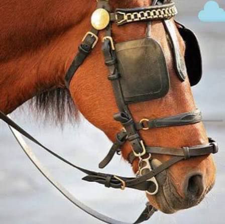 بعض الجمهور الأهلاوي في رأيه مسوي زي هذا الحصان الجميل .
مركز في نقده على مدرب - لاعب معين في الفريق حتى لو ما لعب - إداري أو مسؤل 

طيب الأخطاء التحكيمية لا لا أطمرها يالحصان 😅😅😅😅😅