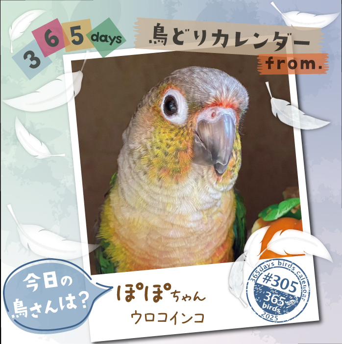 鳥 様 ご購入予定品 CAP on X