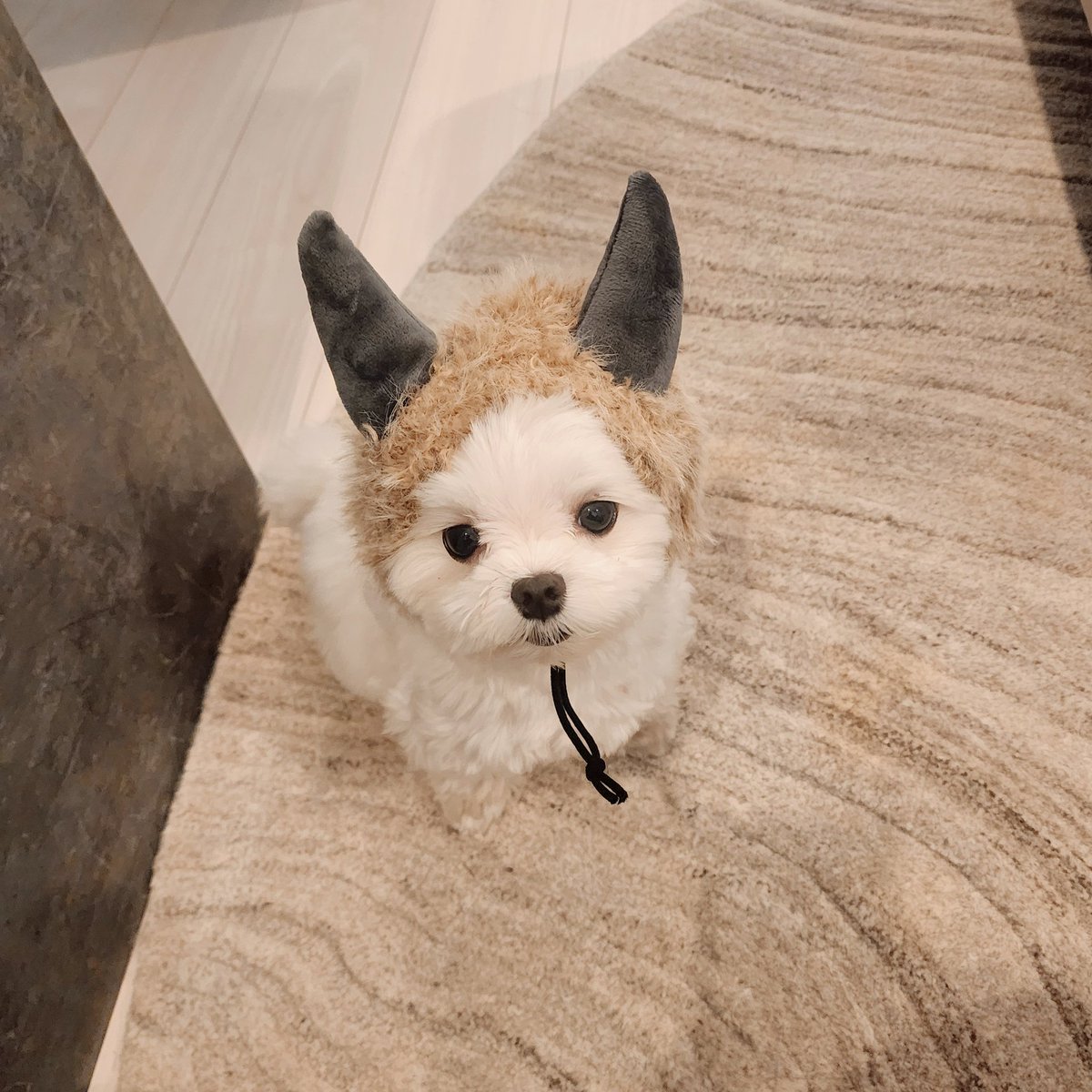 黄ナ川 (@sou__sou_) / Posts / X