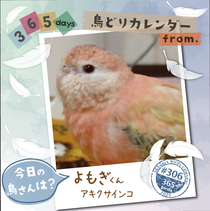 鳥 様 ご購入予定品 CAP on X