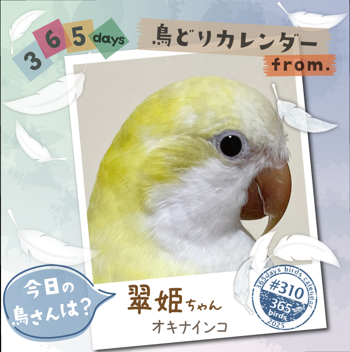 鳥 様 ご購入予定品 CAP on X