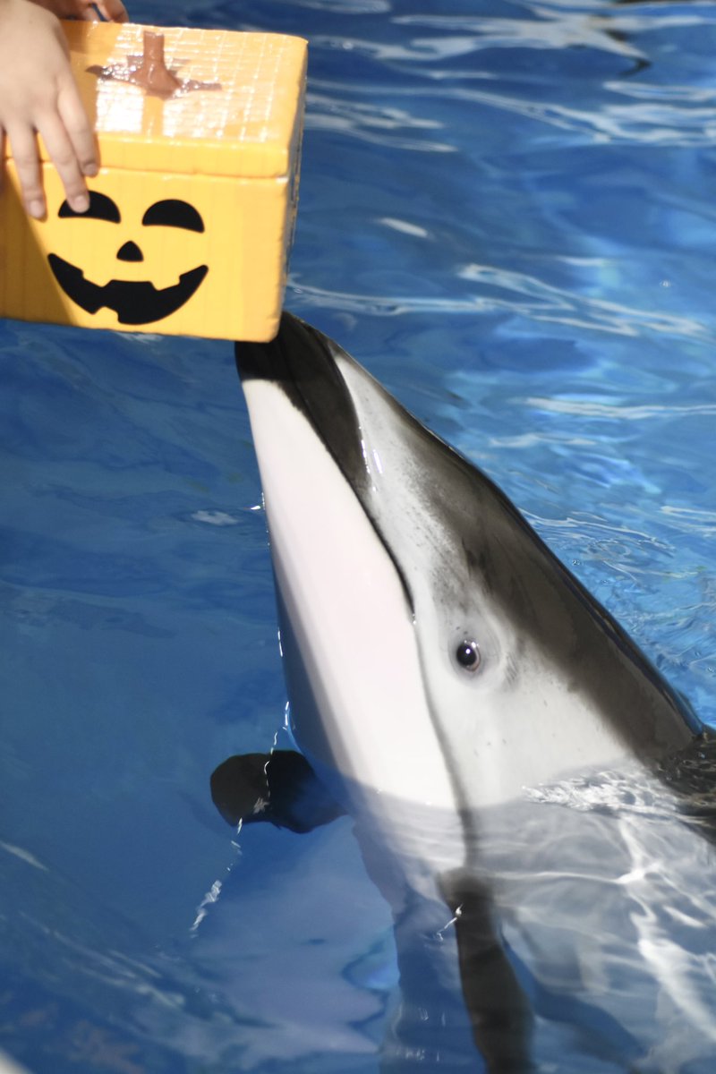 今日は待ちに待ったハロウィンです🎃
カマイルカのキラがカボチャの箱を持って来てくれました！
イルカたちにはお菓子の代わりにお魚をプレゼントします🐟

#登別マリンパークニクス