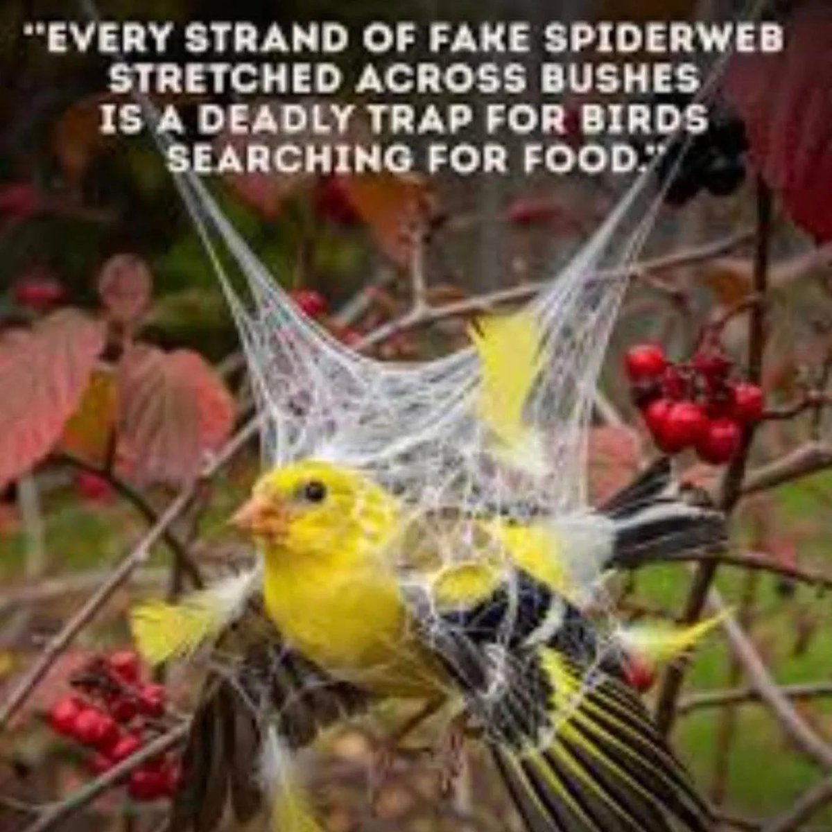 Please don't use fake spiderwebs this Halloween. They kill and injure too many birds.

#halloween #happyhalloween #fakewebs #fakespiderwebs #danger #dangers #birds #bird #birdlovers #birdlover #birdlife