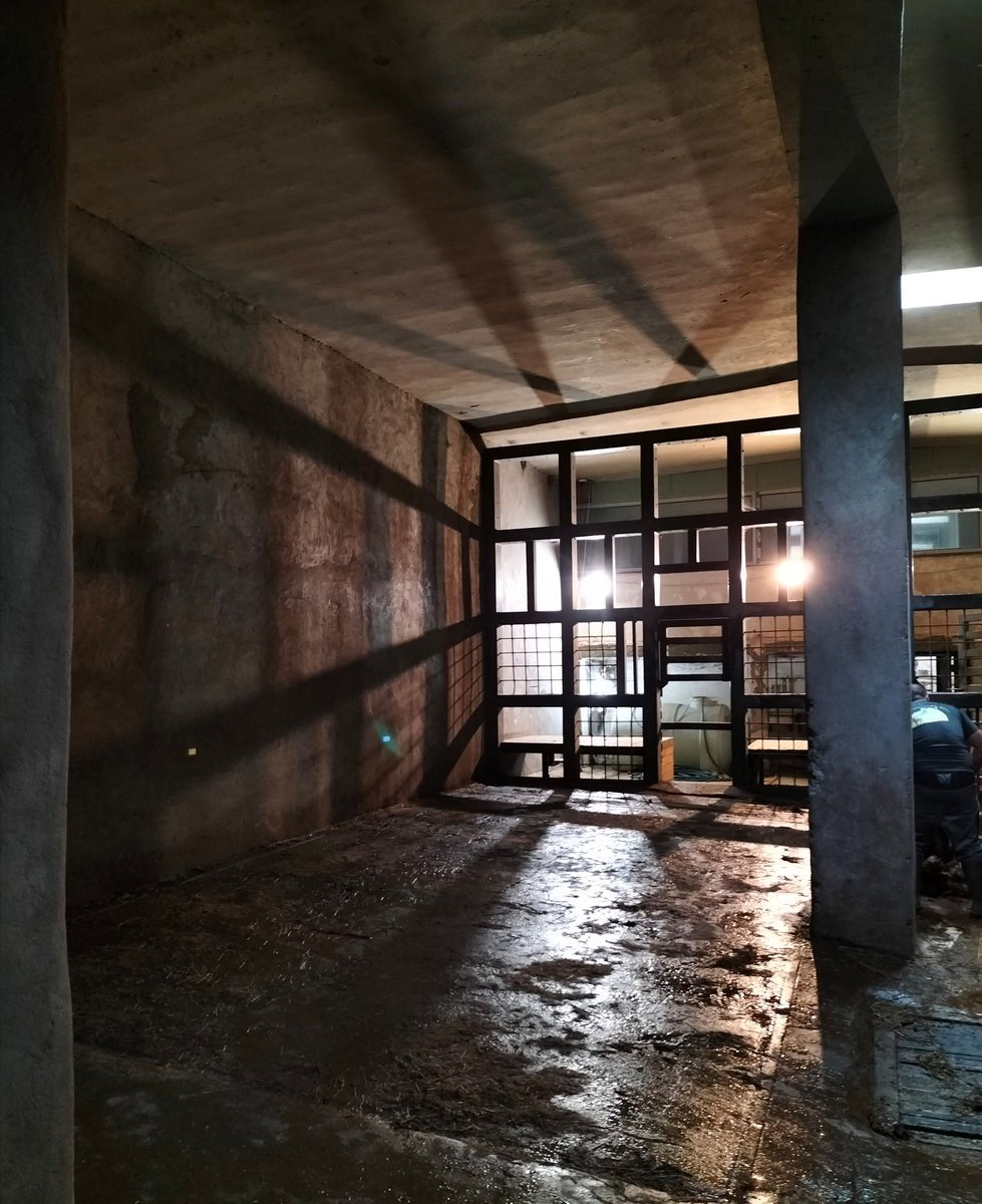 Chez_Em's tweet image. Thank you Claudia. He has a sanctuary to go to. Next week the fireworks begin in Yerevan. Imagine being stuck in that cell terrified . On his own . Cold .  A barren tiny enclosure. 
They need to give him adequate bedding. @AvinyanTigran You wouldn&apos;t keep a dog like this.