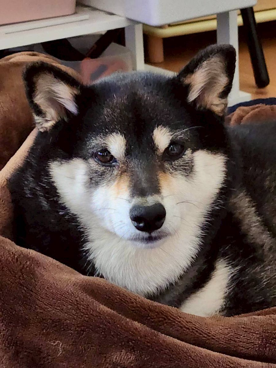 anko_0905's tweet image. 可愛く撮れたあんこちゃん
美犬～✨

#柴犬 #豆柴 #今日のあんこ