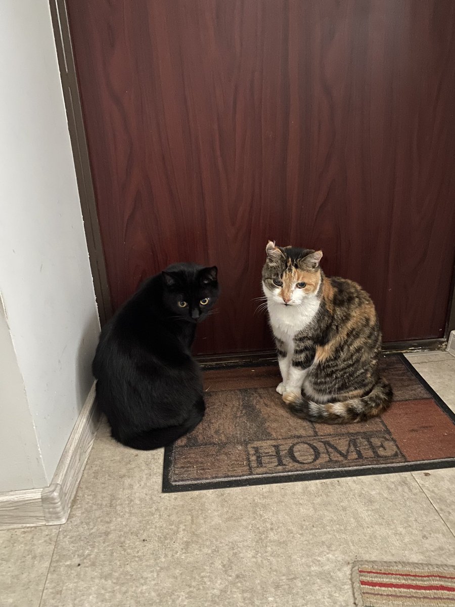 Pagājšnedēļ devāmies uz SPA Nida atpūsties. Viens kaķis palika mājās, otrs nebija sasaucams, lūdzu dēlu vakarā sameklēt. Un nav. Ne 4dien, ne 5,6dien… Visas domas galvā… 7dien atradās, kāds puika bija paņēmis pie sevis. Labi, ka Piķis puikam rādīja, kur dzīvojam. Sirmas kājas:)