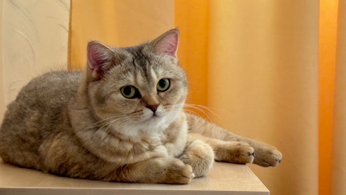 Lucy təcili sahibləndirilir dostlar, sahibi allergiya səbəbindən artıq baxa bilmir. Dişi, qısır, 1.5 yaşındadır, üstündə bütün cehizləri verilir :))
#help #rt