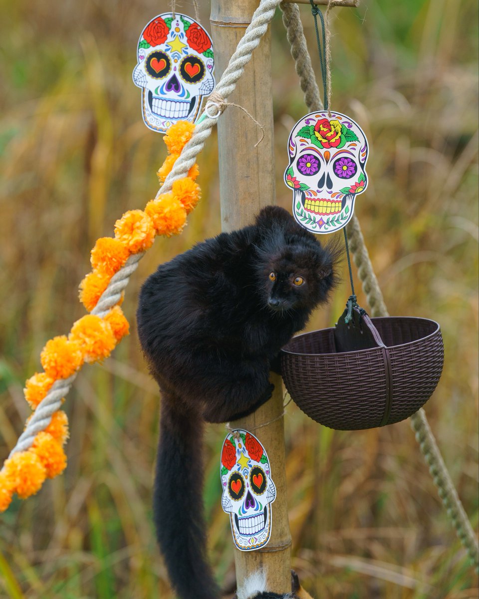 Whipsnade Zoo tweet media