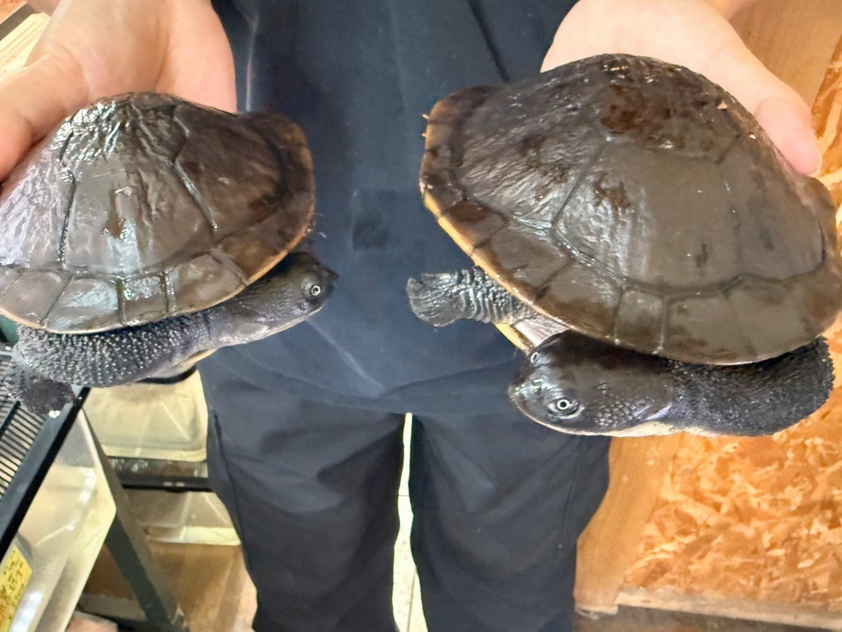 ✨入荷✨

・マッコードナガクビガメ(国内CB)
少し育った安心サイズのベビーから約4歳の個体まで多数入荷しました！
ロテ島固有種です( ˙꒳​˙ ᐢ )
希少種のCB化は本当に有難いですね!!

電話、メールでのお問い合わせお待ちしてます❗️
よろしくお願いします☀️