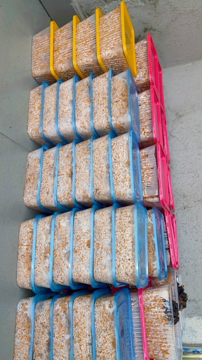 Good day sir/ma,
My name is Ajoke, and I’m an online food vendor based in Lagos. ❤️

I have a strong passion for giving back, especially to the less privileged and children on the streets, something I’ve been doing from time to time out of love. This time, I want to do more. 🙏