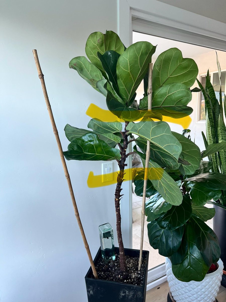 AllForGardening's tweet image. Can I make these two chops and propagate both? Is there anything I should ...
 
allforgardening.com/1494096/can-i-…
 
#FicusLyrata #FiddleLeafFig