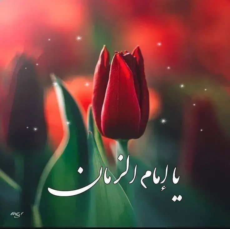 مولاي يا صاحب الزمان ضاقت الصدور فينا ، أقدم يا بقية الله.
#صباح_الخير 
#جمعة_مباركة 
#يا_صاحب_الزمان