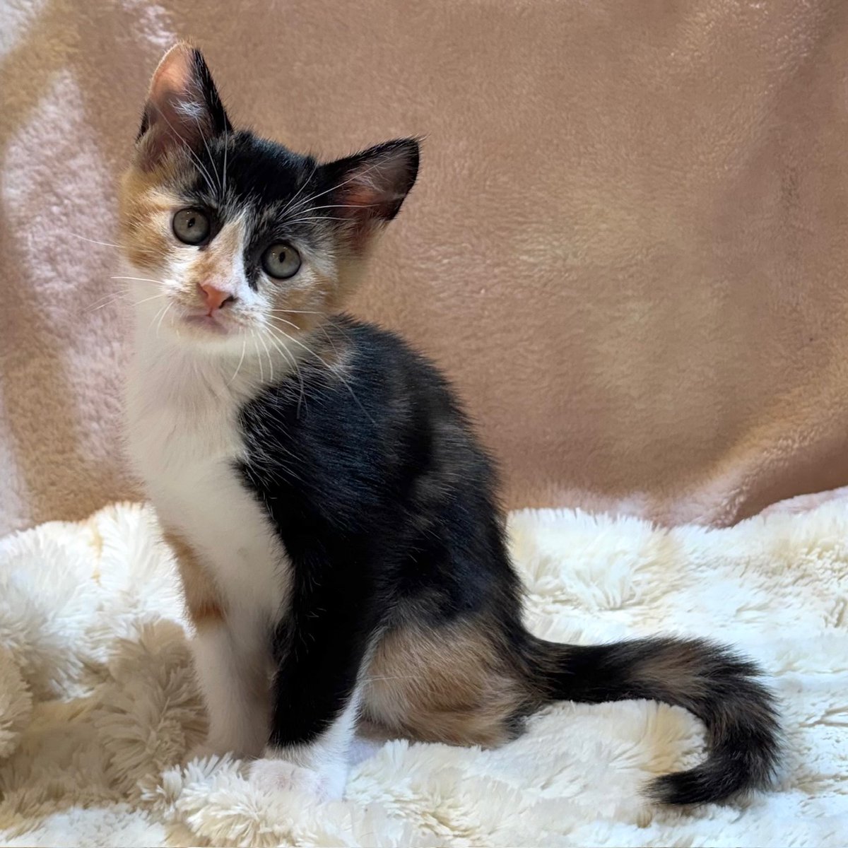 しあわせにゃんこ on X