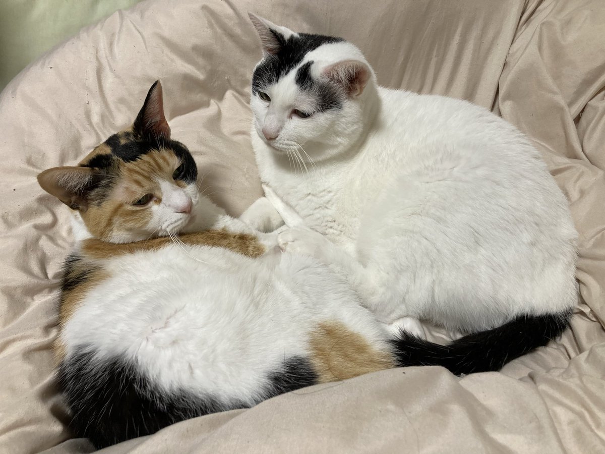 ねこ沢ふたよ🐈‍⬛「拾ったのが本当に猫かは疑わしい3」7月発売 on X