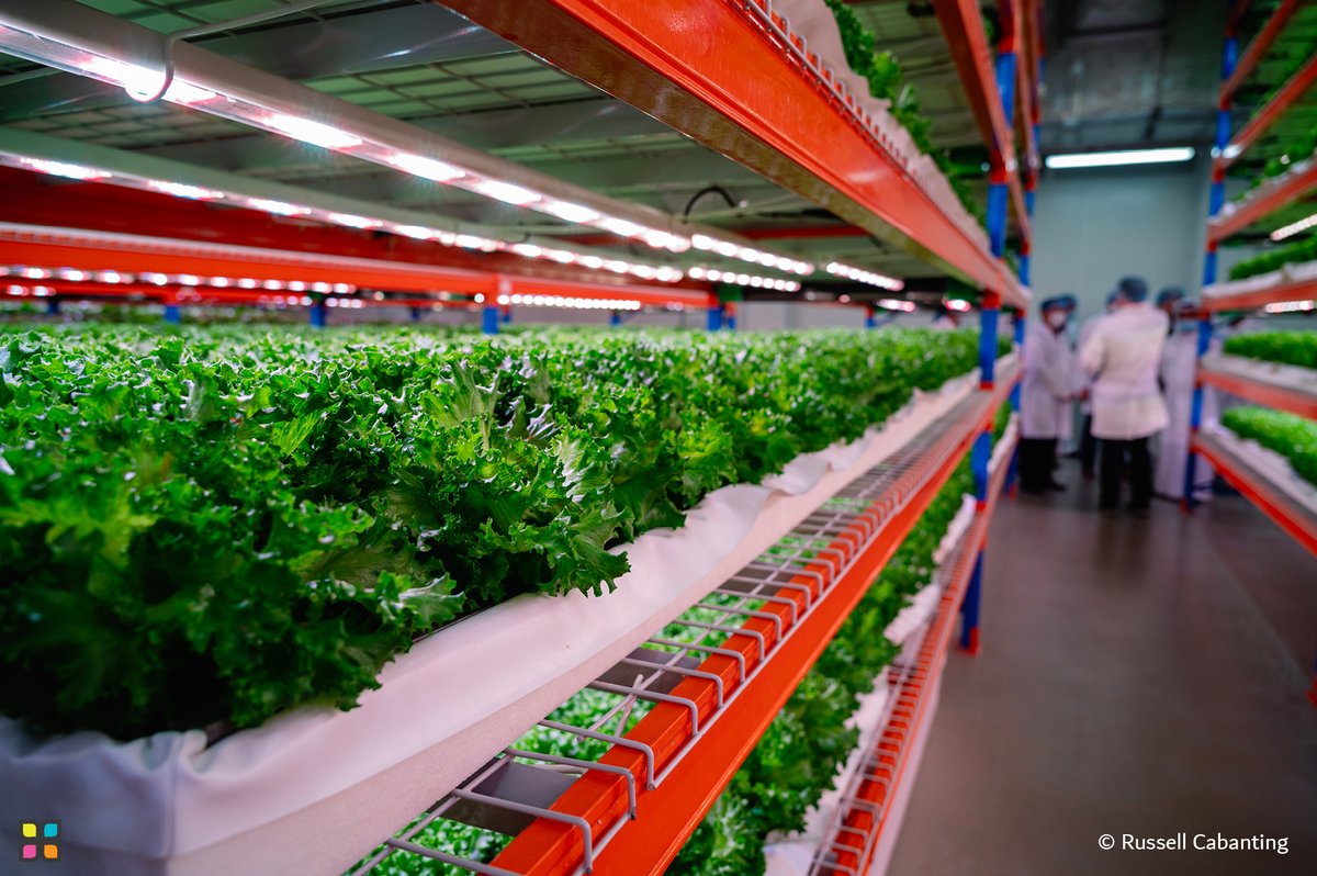 📸 #PhotoOfTheDay 

"Modern Agriculture: Hydroponic Solutions | الزراعة الحديثة: حلول الزراعة المائية"

© Russell Cabanting | Philippines

#HIPA #HIPAae #photography #photographerlovers #Philippines #StorytellingThroughLens