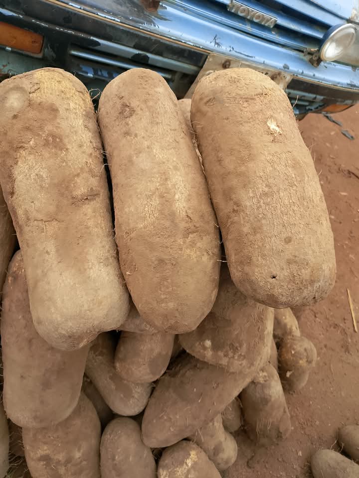 Fresh foodstuffs combo direct from farm 🥔🧅🍠
Buy for yourself, ur family, and ur loved ones, eat fresh and stay healthy 

Frame 1 — ₦45,000
Frame 2 — ₦35,000
Frame 3 — ₦25,000

🥔 Yam also available at ₦2,000 per tuber
✨ 10 tubers — ₦20,000

📍 Location: Ogun State