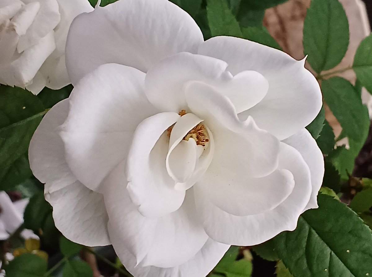 霜花です❣️0817 rose garden on X