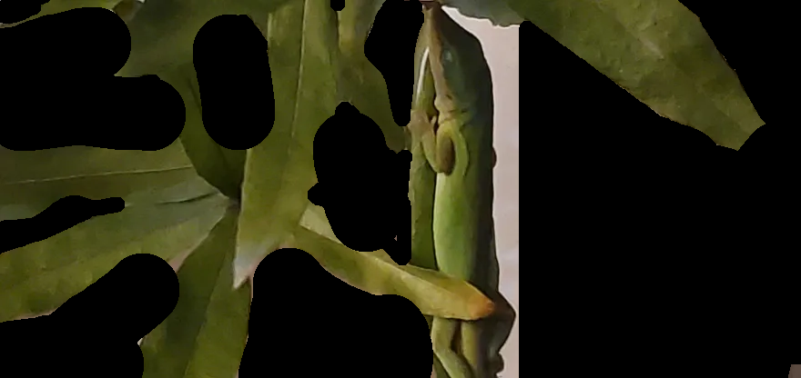 the lemon ΘΔ tweet media