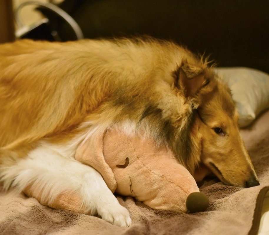 ことり様　オーダー Newレーシングスーツ💙🩵 ＆ クシタニコラボことりネックウォーマー