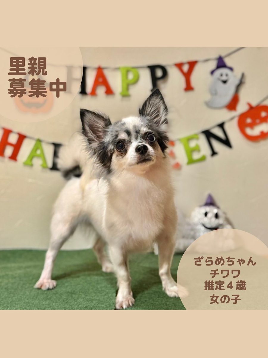 ペットと暮らそう on X