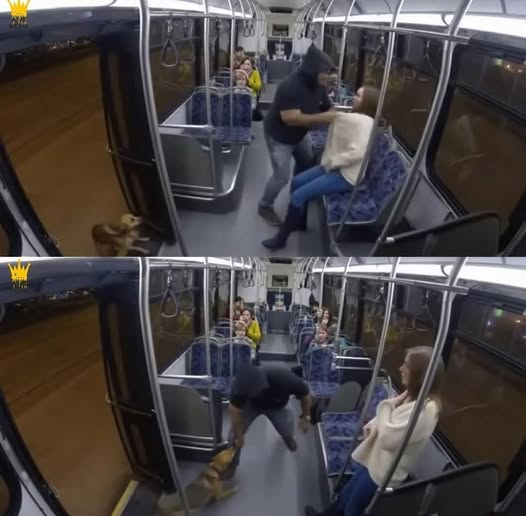 PatrioteEngager's tweet image. #Héros  Un chien errant sauve une femme d&apos;une #agression filmé par une caméra de bus a un arrêt de bus bondé les passagers ont été stupéfaits lorsqu&apos;un homme a surgi et a #attaqué une femme