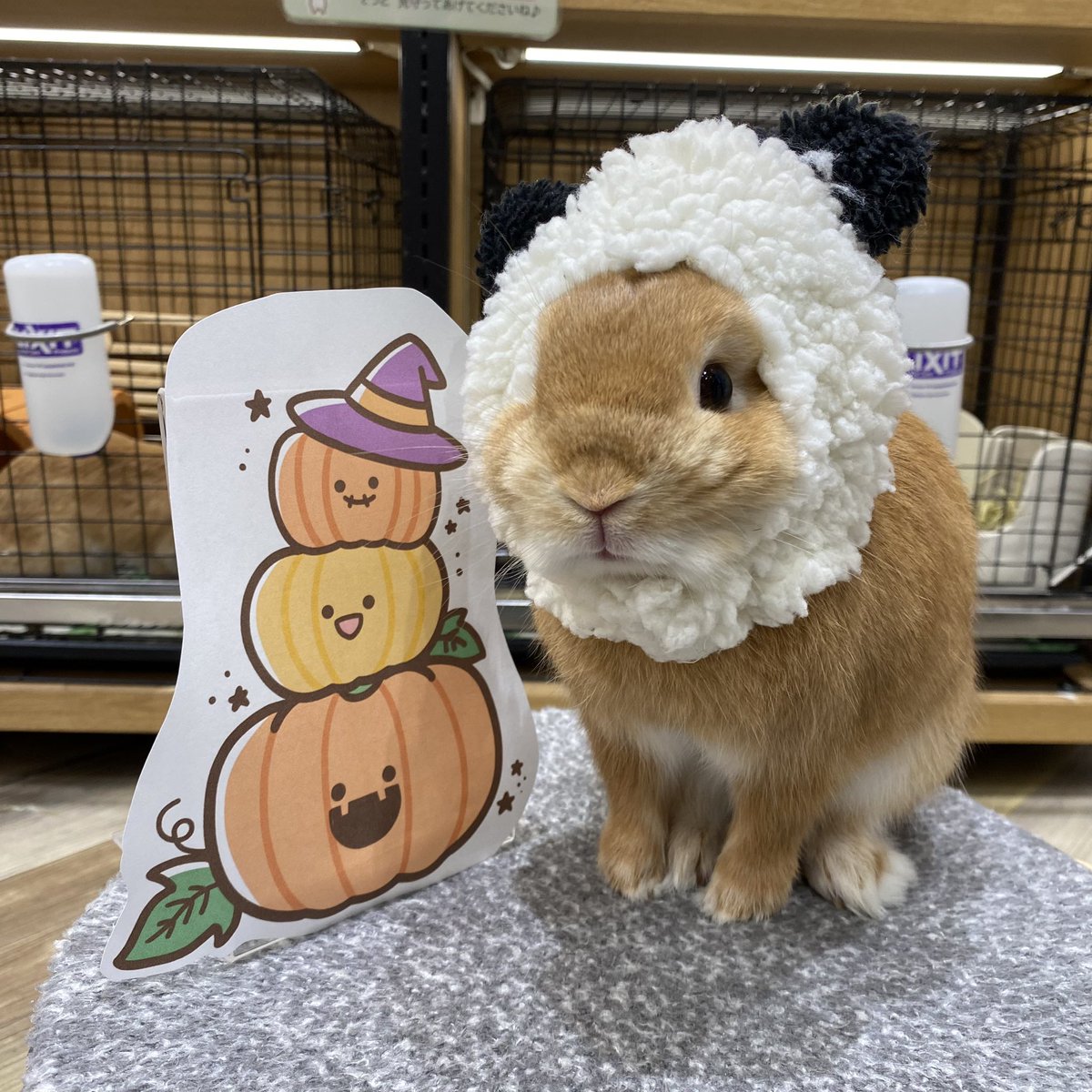 ソフビ  うさぎ  ねこ  いぬ  きりん うさぎのしっぽオリナス錦糸町店 on X