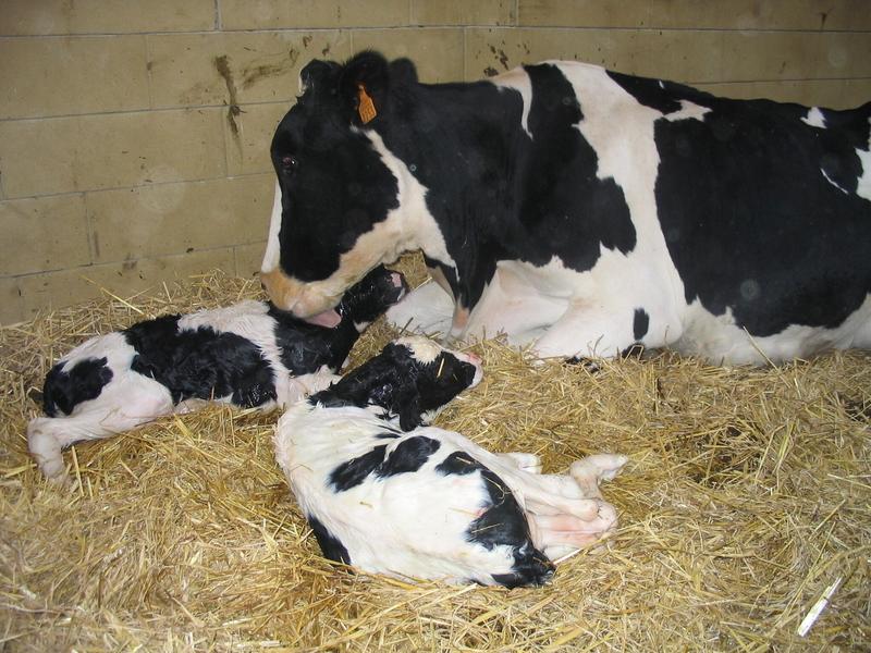 Qui dit jumeaux ne signifie pas double rentrée d’argent dlvr.it/TNzl8y