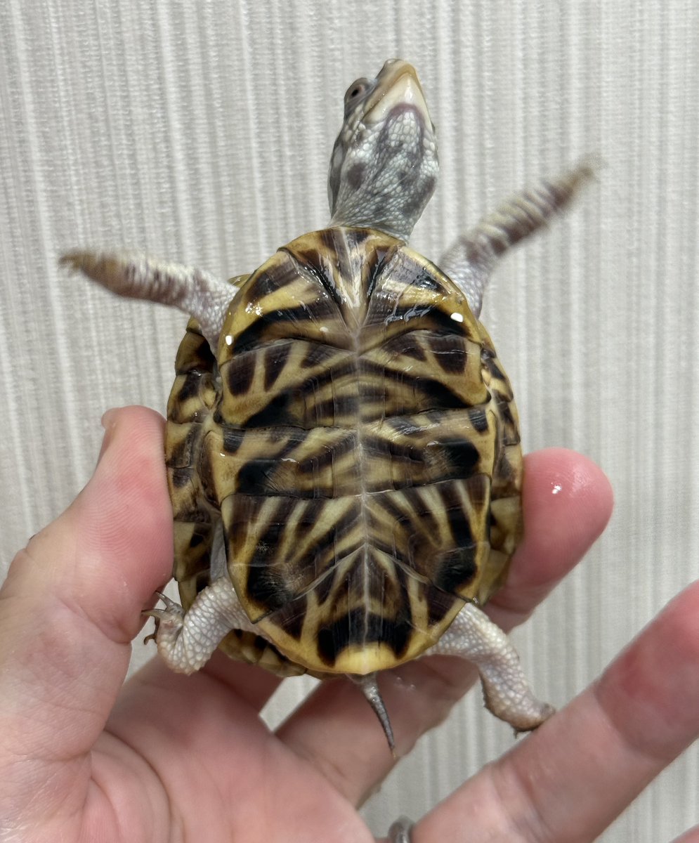 【販売中の個体紹介】

ミナミニシキハコガメ（T. o. luteola）

鮮やかな甲羅模様が魅力の北米産ハコガメ。
生き餌もガツガツ追いかけて食べてくれる見てて楽しいカメちゃんです🐢✨

#爬虫類 #ハコガメ #ミナミニシキハコガメ