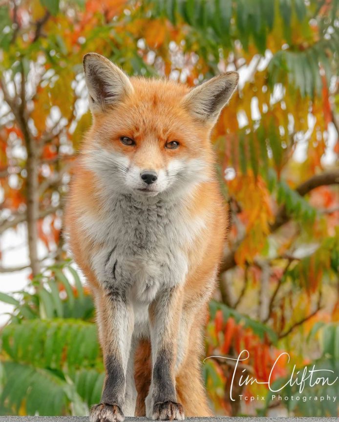 ChrisGPackham's tweet image. A beautiful portrait taken by Tim Clifton for today&apos;s #FoxOfTheDay - top work Tim !