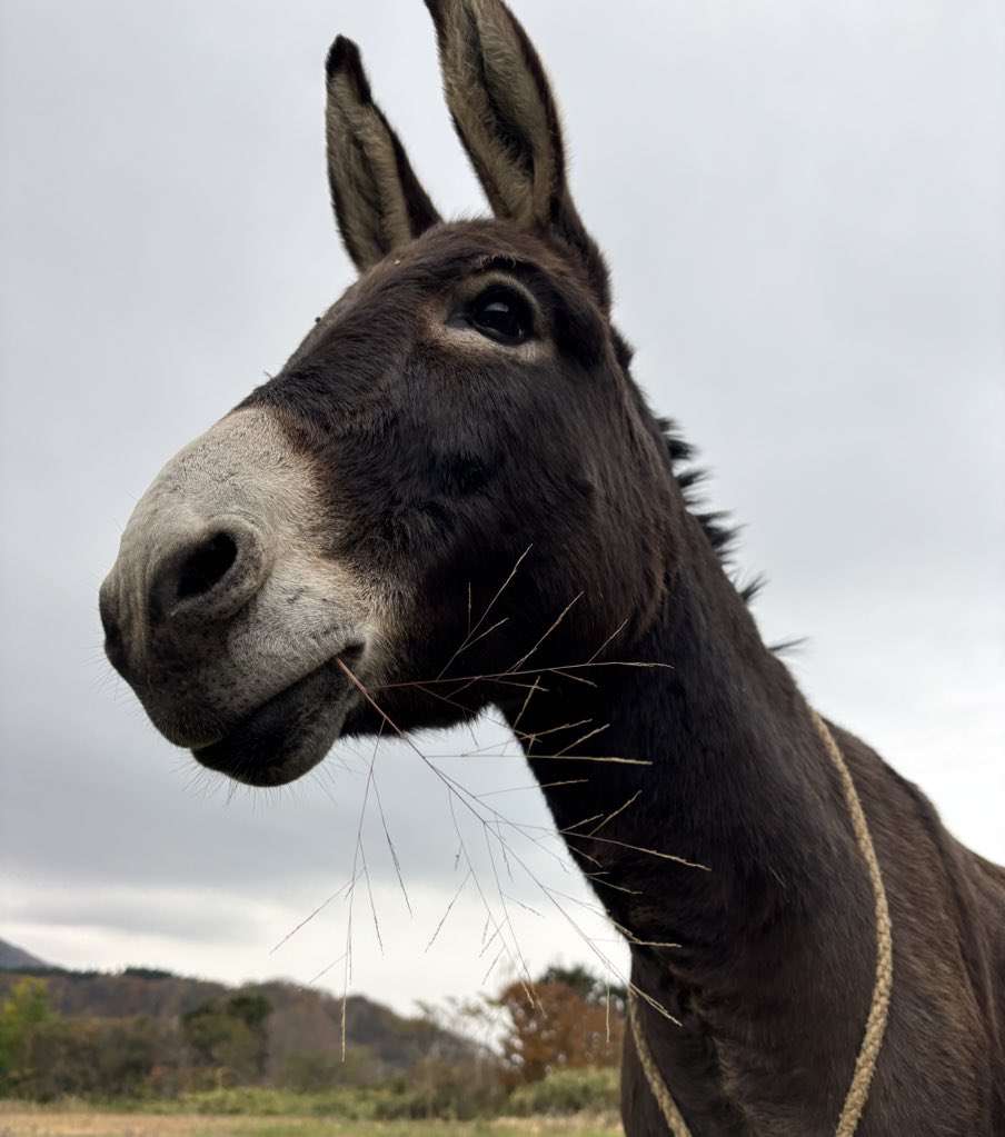 草の切れ端をくわえたまま私の元に走り寄ってきた