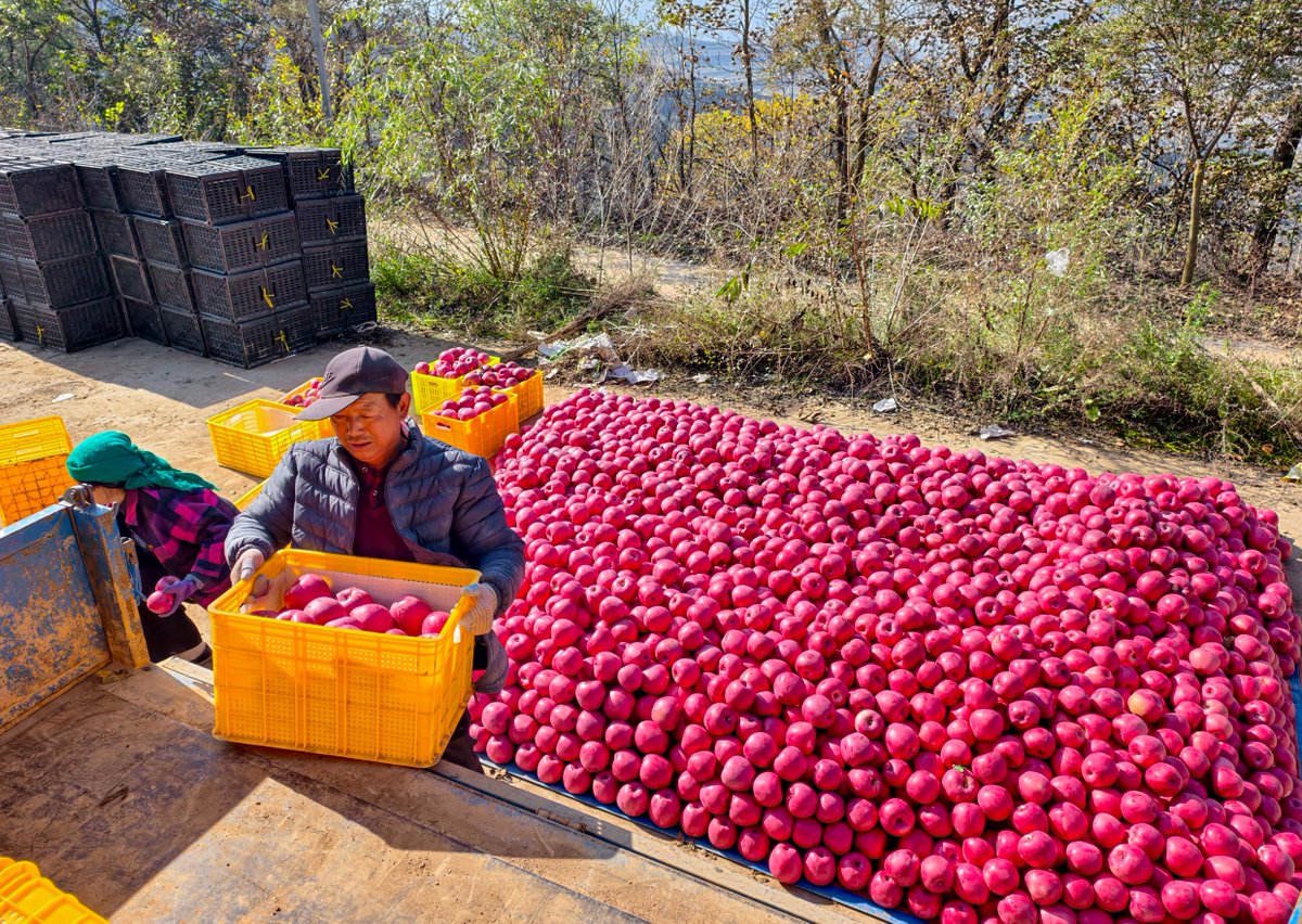 This_is_Gansu's tweet photo. 🍎It's apple season in #Pingliang's Jingning county, #Gansu! Local farmers are busy sorting and packing crisp apples from the Loess Plateau, preparing them for export to global markets. These fruits are sweetening lives and driving rural prosperity. 🚚💨 #GansuAgriculture #ThrivingGansu