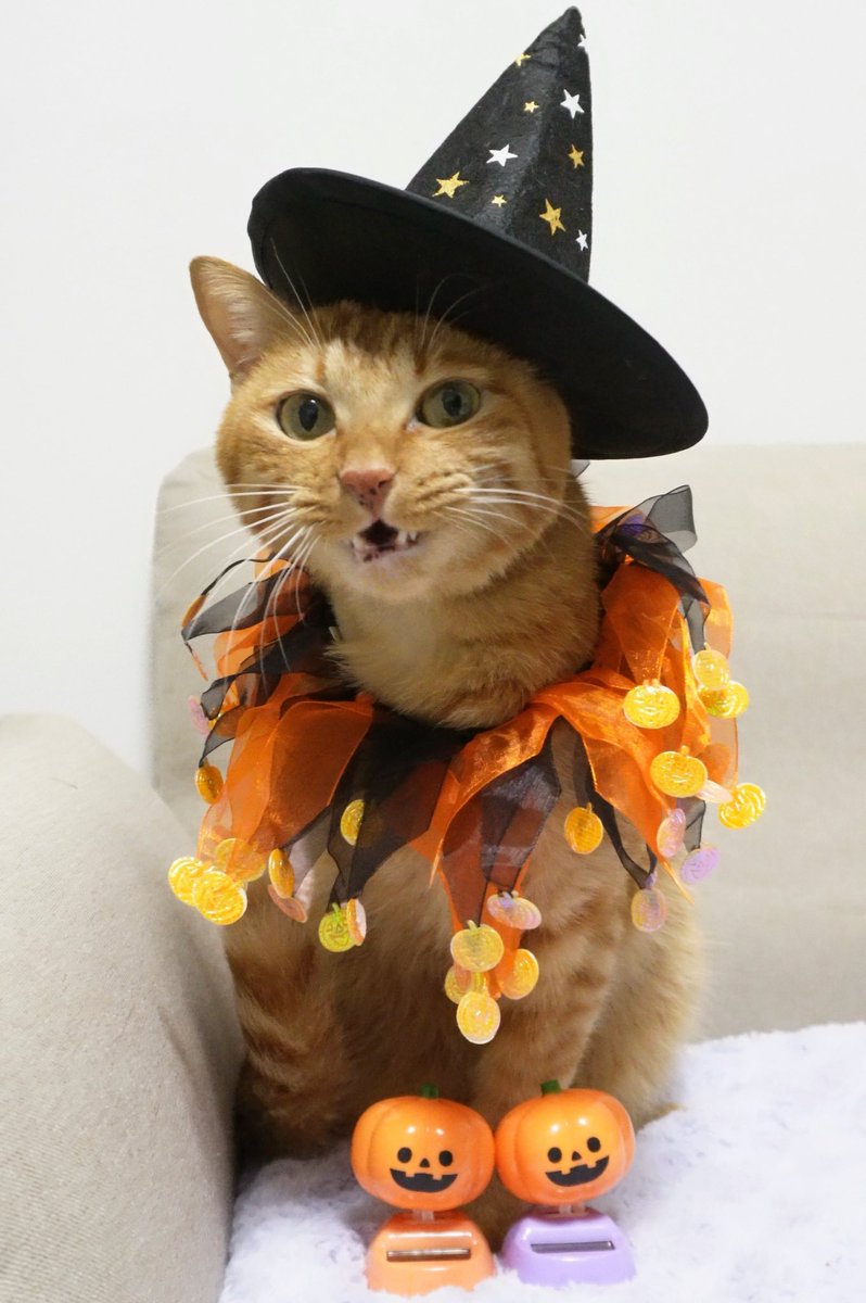 にゃんちゅー (@Nyanchu_1011) / Posts / X