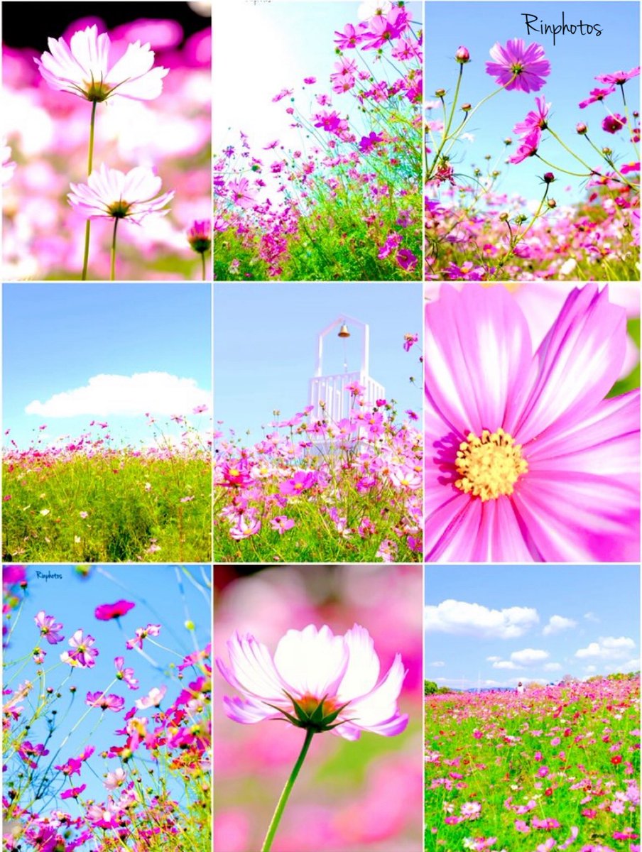 花ページ エクストラパック 第52弾 恋♡乙女の聖戦 ｜ Z/X - Zillions of enemy