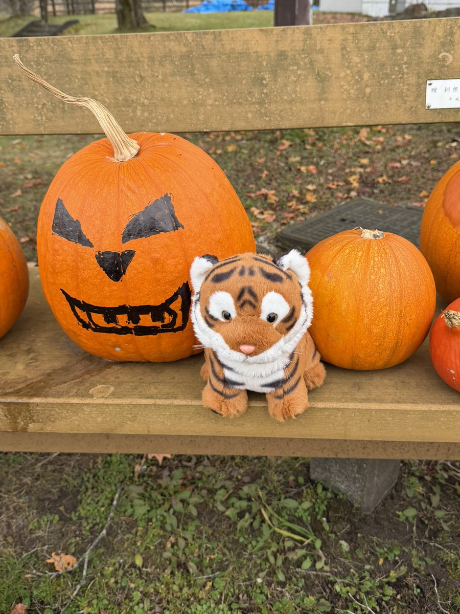 29.アートドール☆cocoperi1984☆オッドアイ白虎（小虎） 29.アート