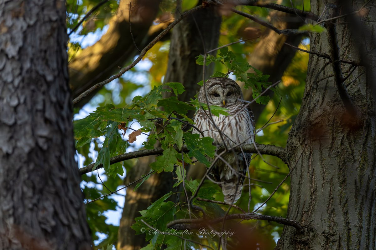 CSDCPhoto's tweet image. Hidden in plain sight.
This is the same barred owl I posted sleeping, in this image it&apos;s after it woke up and climbed even higher into the tree it was already way up in.  Luckily I found a great angle!
🦉
🗺 - Medina County - Ohio
📷 - Canon EOS R5 MK II | Canon 200-800
🦉…