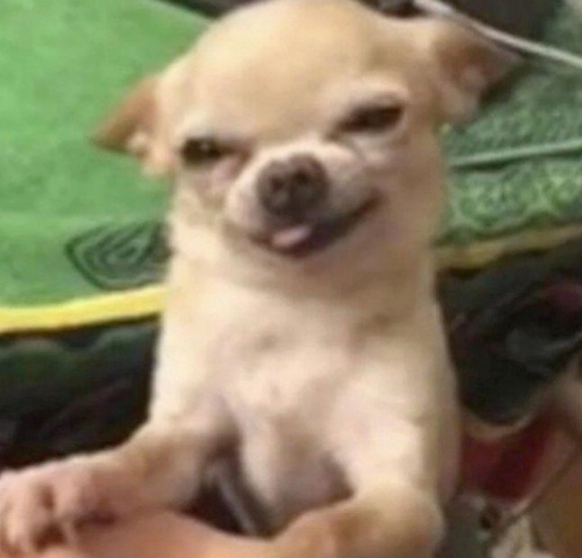 Shellchitosan's tweet image. 我亲爱的小宝宝们 我想问问大家有没有觉得好用的梯啊 想要稳定一点的 之前用快L铂j版的时候 ins还是可以用音乐的 结果这两天根本不行了🥲🥲🥲
求有没有好用的稳定一点的🤲🤲🤲