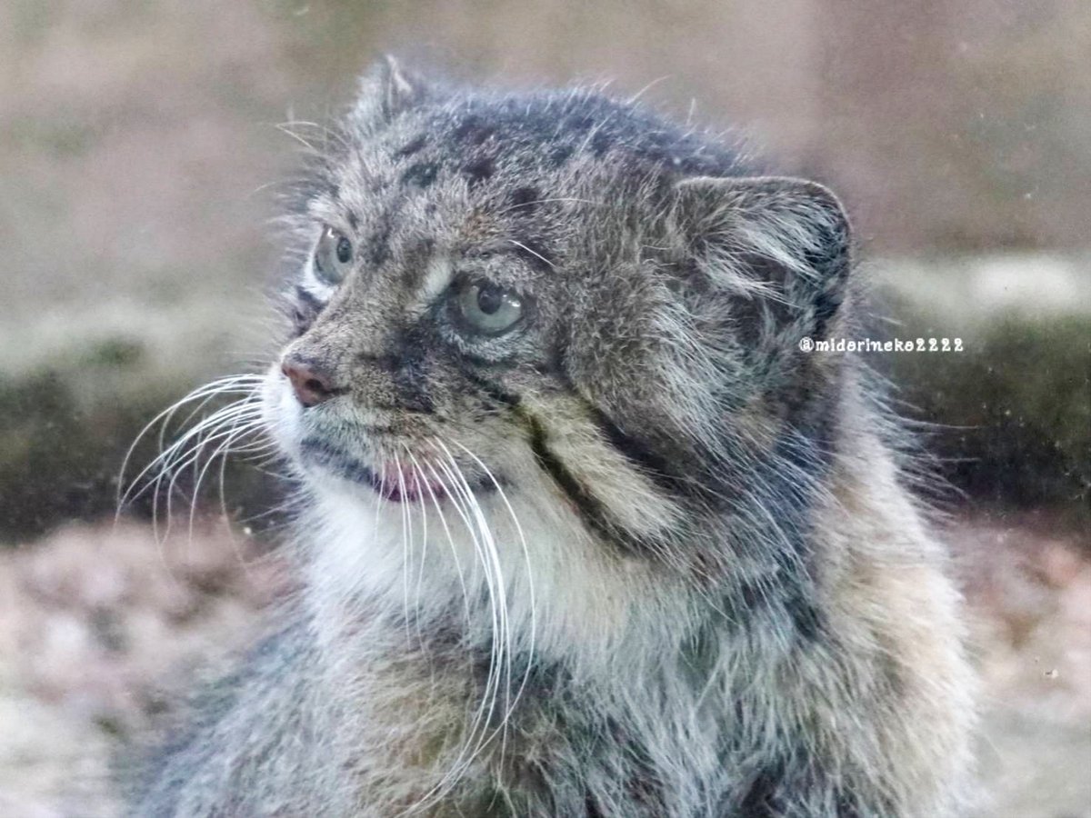 今年はタビーさんのところに行くコが多かった…🌈

お空でタビーさんに、
「あんたたちまだ早いわよ！」なんて言われてないかな…
タビーさんお願い、ほかのコたちに「まだ当分こっちに来るんじゃないよ！」って言ってね🥲

#タビー
#マヌルネコ
#埼玉県こども動物自然公園
１月28日永眠