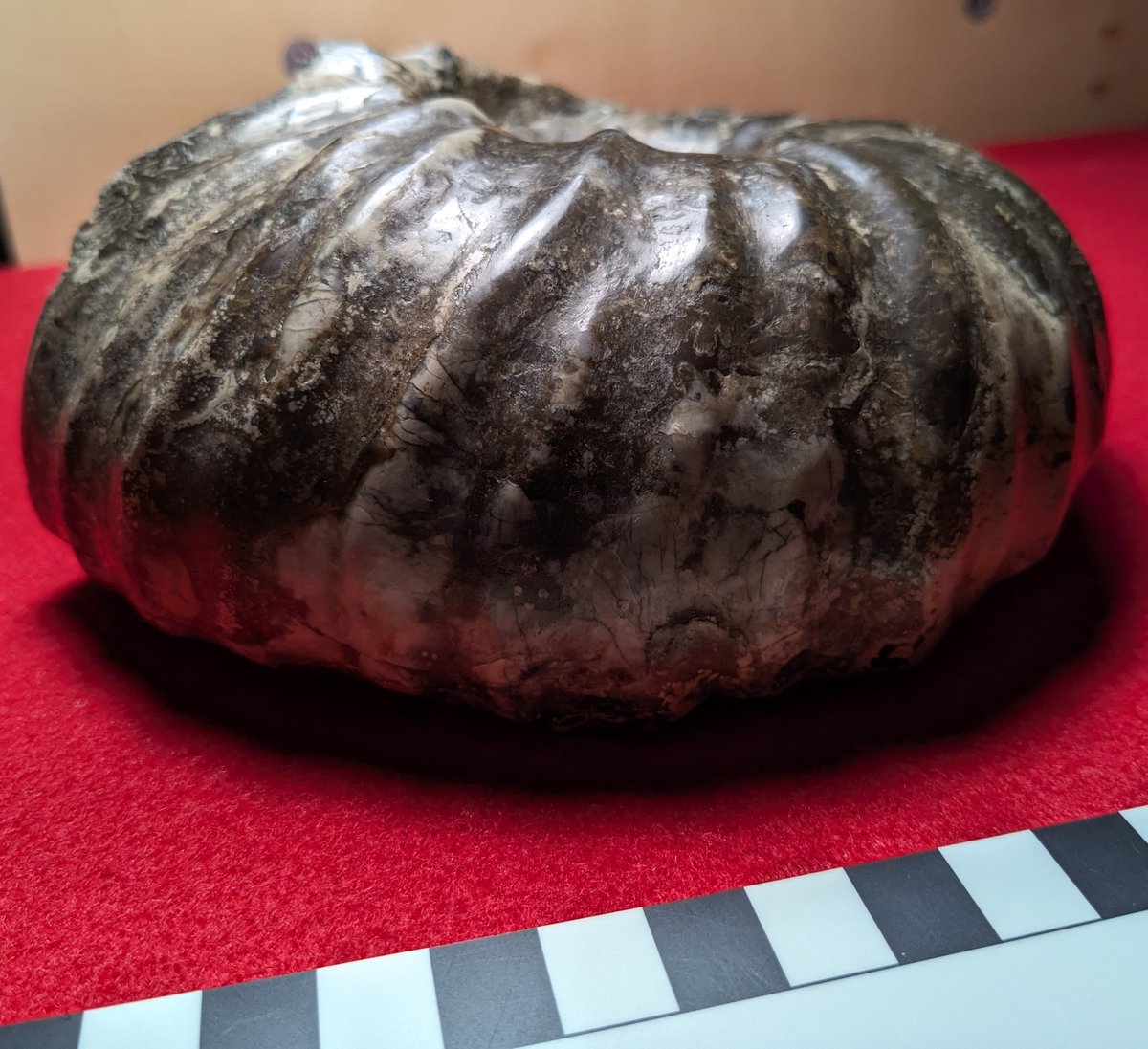 謎の化石(リツイテスと思われる) 極大成長する謎のノーチロイド同定 公開中 || Museum of