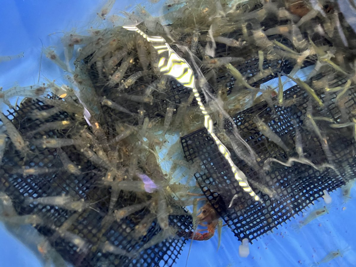 ★アクア★　七天まとめ アクアショップしなの on X