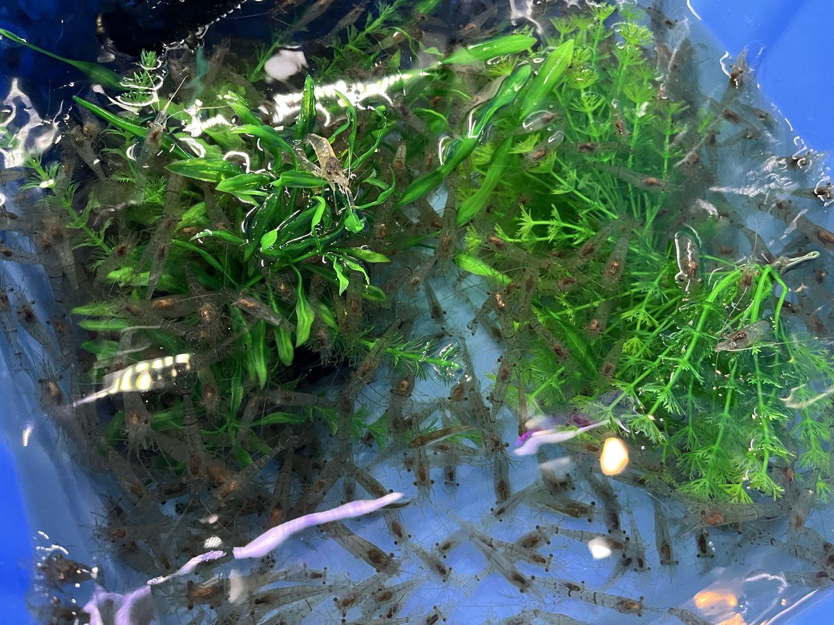 アクアショップしなの on X