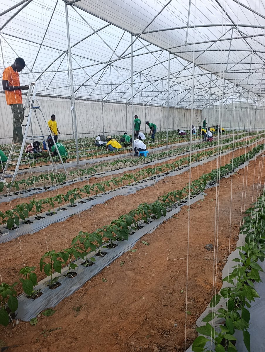 Farming is a skill, Don't start without the Knowledge needed. How you'll fertilize and prune tomatoes will be different from that of peppers. Everyday on the farm is an opportunity to learn.