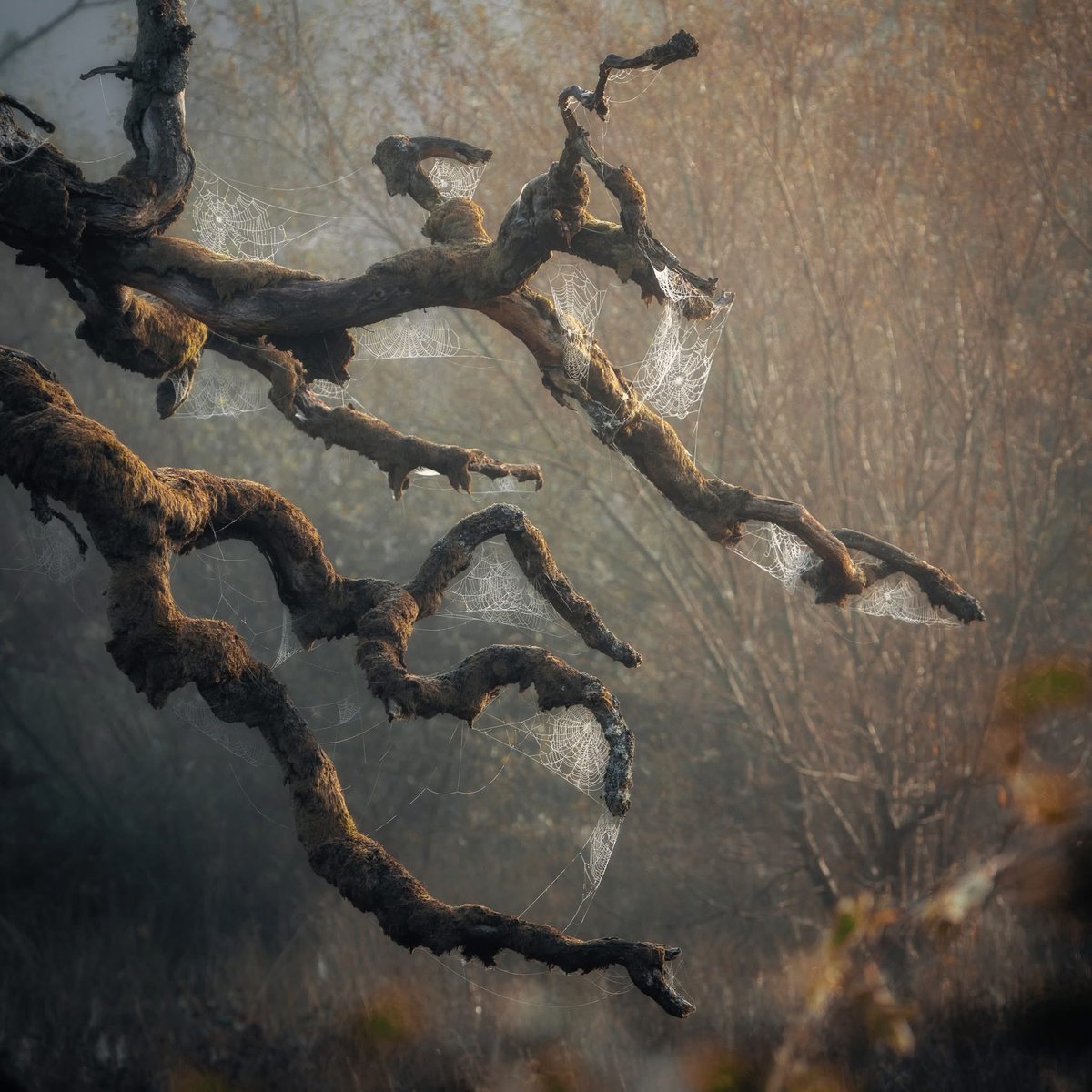 I've always loved this gnarled old tree, its branches like twisted limbs, painted with moss and lichen. But on this autumn morning I was stopped in my tracks as I noticed the hundreds of gleaming silver cobwebs it held so gently and carefully between its wizened fingers.

Wishing