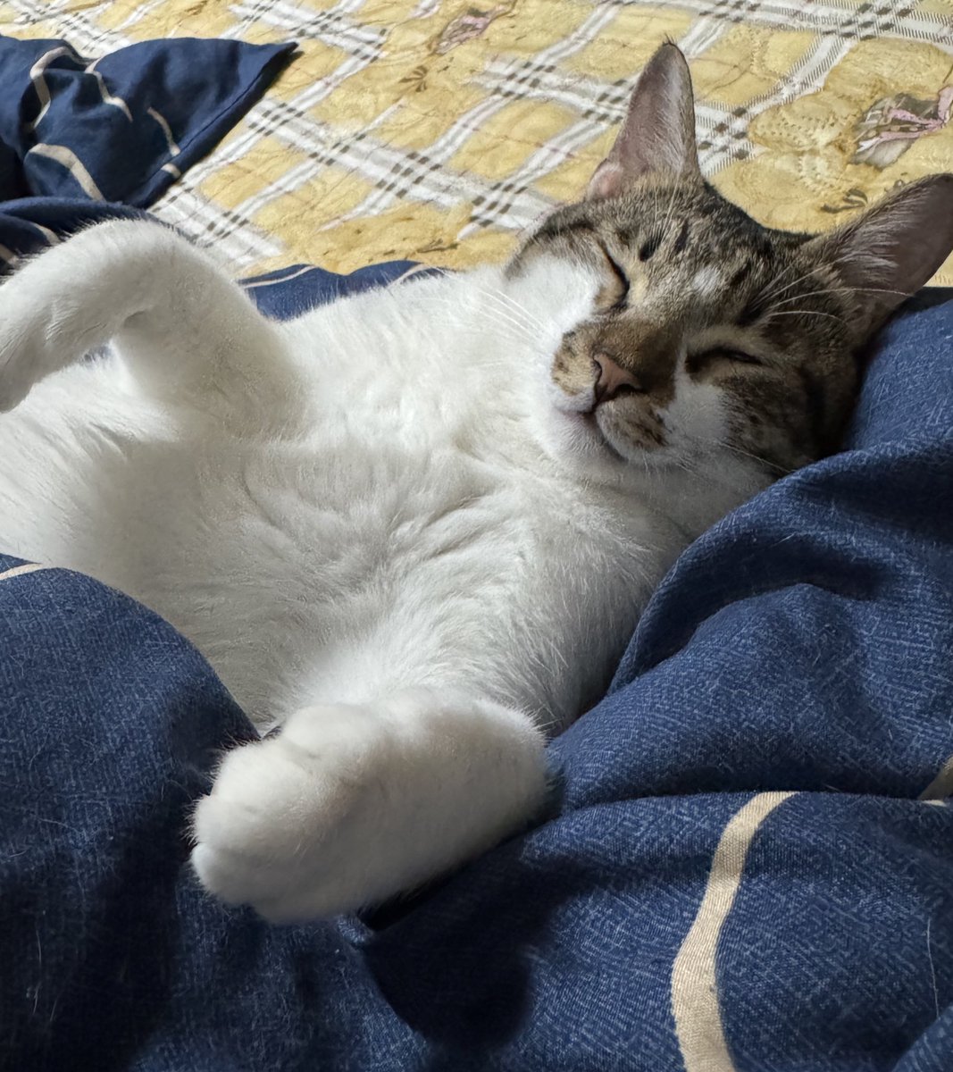 Catarotime's tweet image. 最近開始變成搶被子小怪獸
（然後我搶輸😠）