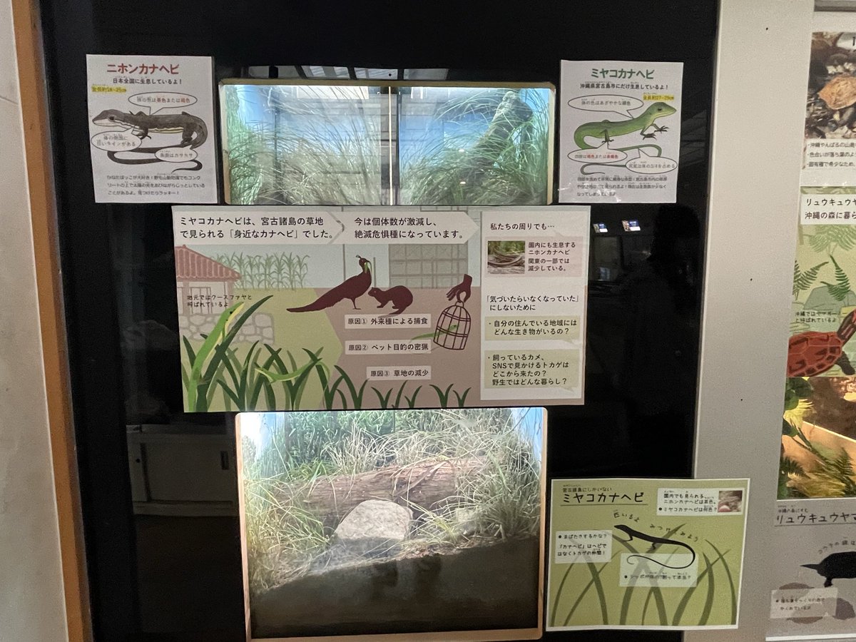 草木と小さな動物 朔羅 on X