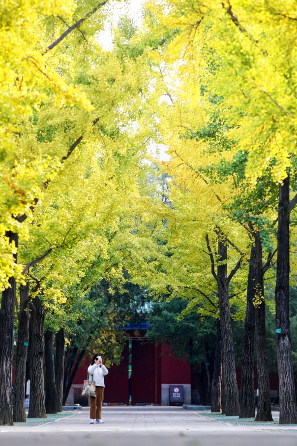 DailyBeijing's tweet image. The 11th Ditan Ginkgo Cultural Festival will open at Ditan Park in Beijing from Nov. 1 to 16, offering visitors not only #ginkgo tree appreciation but also a vibrant #market and live #performances. #beijing #funinbeijing #Ginkgo #ginkgoleaves #beijingtravel
