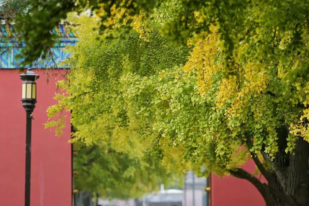 DailyBeijing's tweet image. The 11th Ditan Ginkgo Cultural Festival will open at Ditan Park in Beijing from Nov. 1 to 16, offering visitors not only #ginkgo tree appreciation but also a vibrant #market and live #performances. #beijing #funinbeijing #Ginkgo #ginkgoleaves #beijingtravel