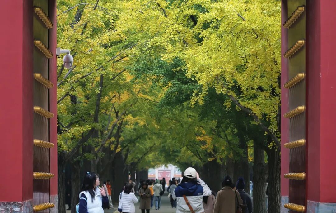 BeijingEvening's tweet image. The 11th Ditan Ginkgo Cultural Festival will open at Ditan Park in Beijing from Nov. 1 to 16, offering visitors not only #ginkgo tree appreciation but also a vibrant #market and live #performances. #beijing #funinbeijing #Ginkgo #ginkgoleaves #beijingtravel